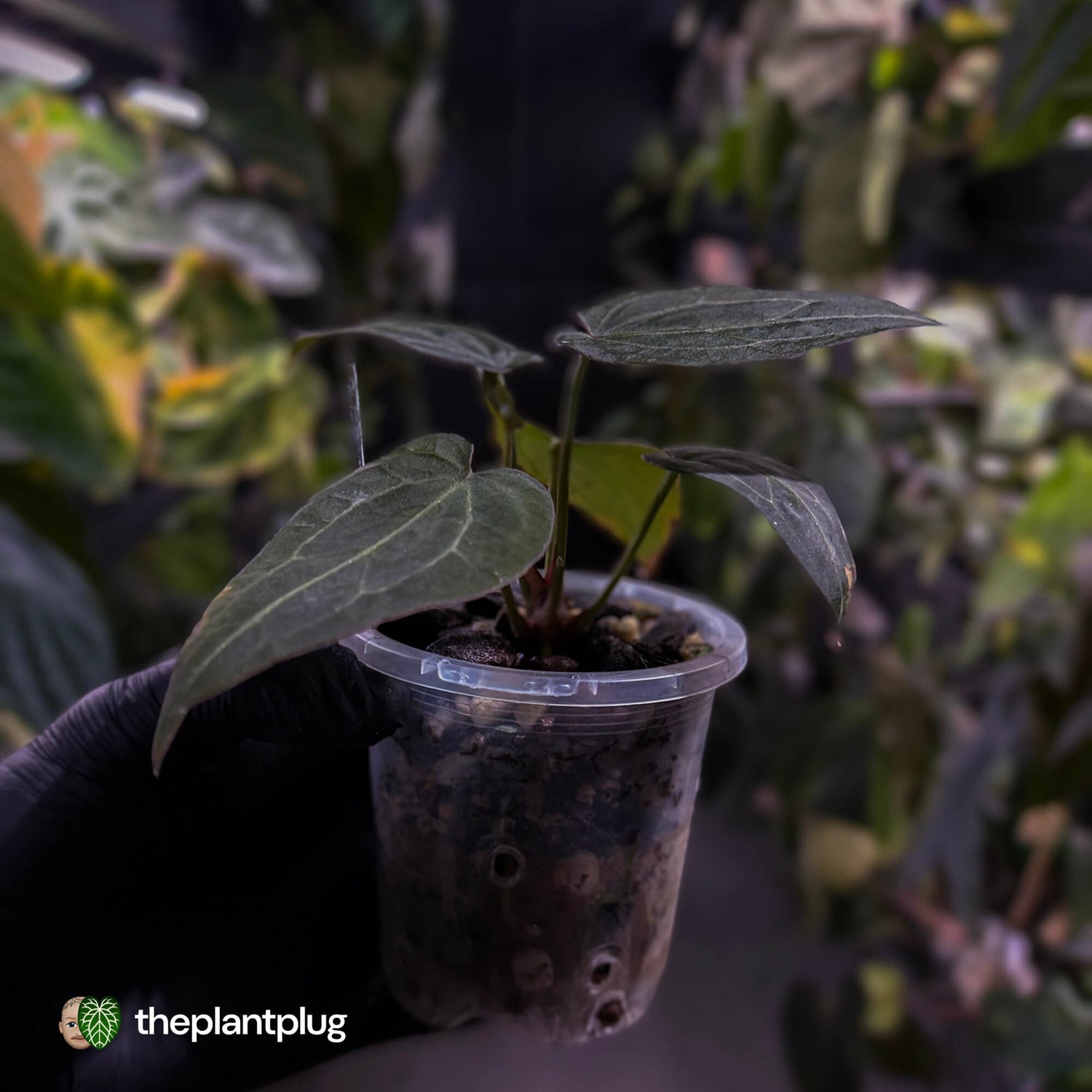 Anthurium magnificum hybrid 'Purple Mag 1' • select