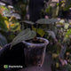 Anthurium magnificum hybrid 'Purple Mag 1' • select