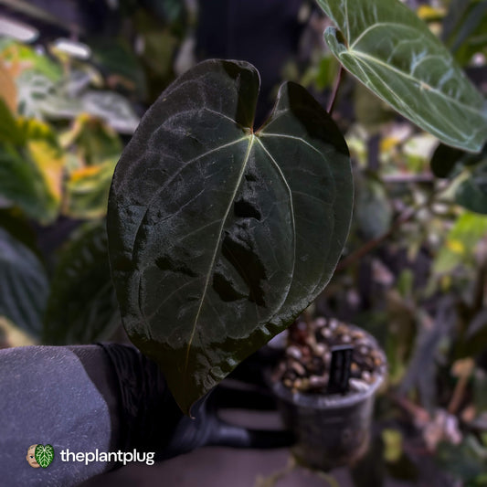 Anthurium #WaddleNOID x papillilaminum • select