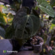 Anthurium #WaddleNOID x papillilaminum • select