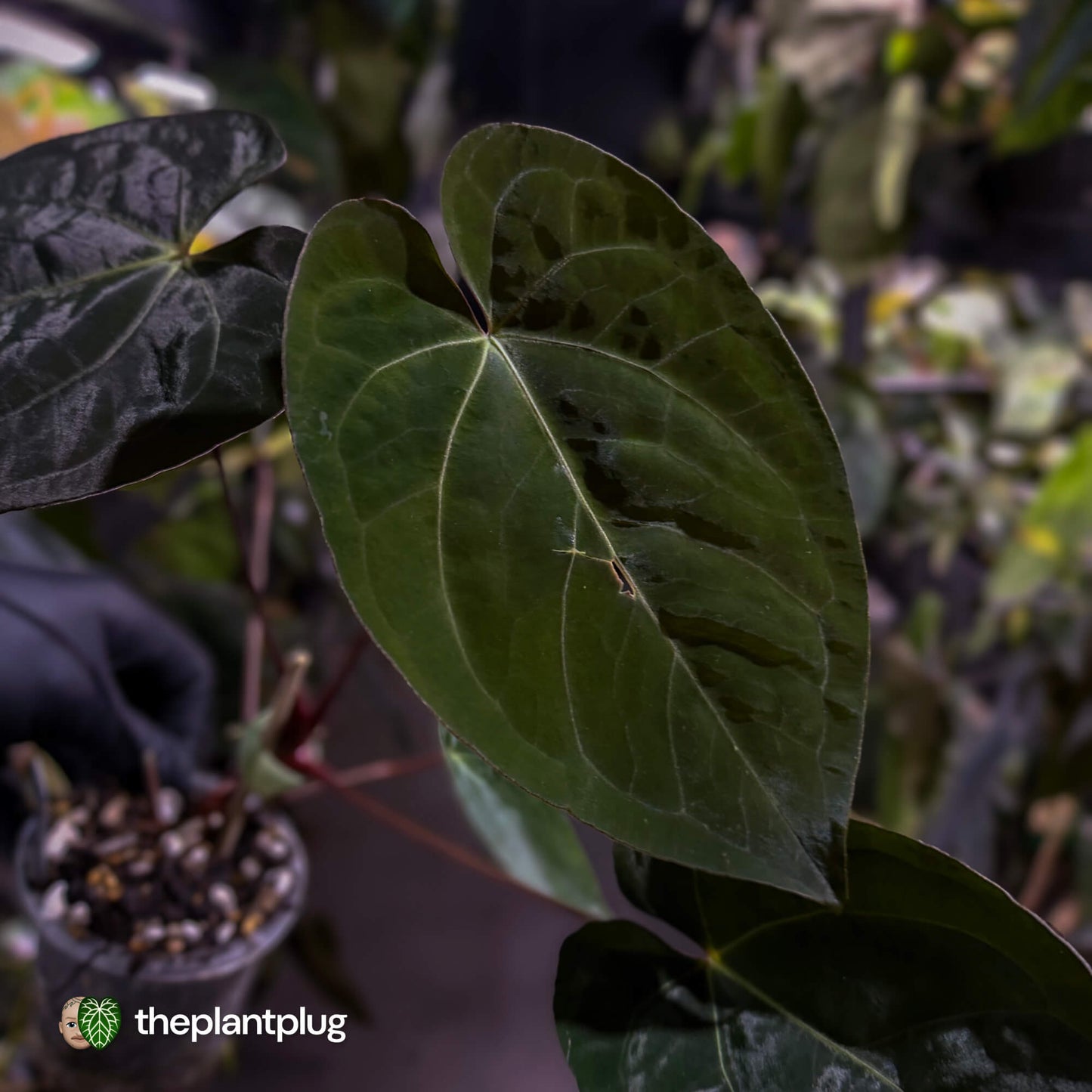 Anthurium #WaddleNOID x papillilaminum • select