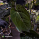 Anthurium #WaddleNOID x papillilaminum • select
