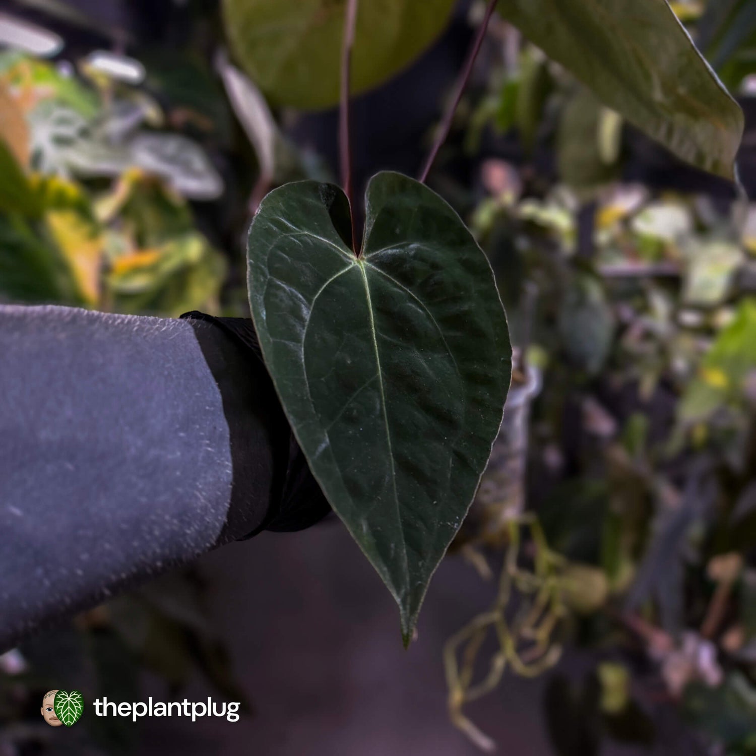 Anthurium #WaddleNOID x papillilaminum • select