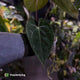 Anthurium #WaddleNOID x papillilaminum • select