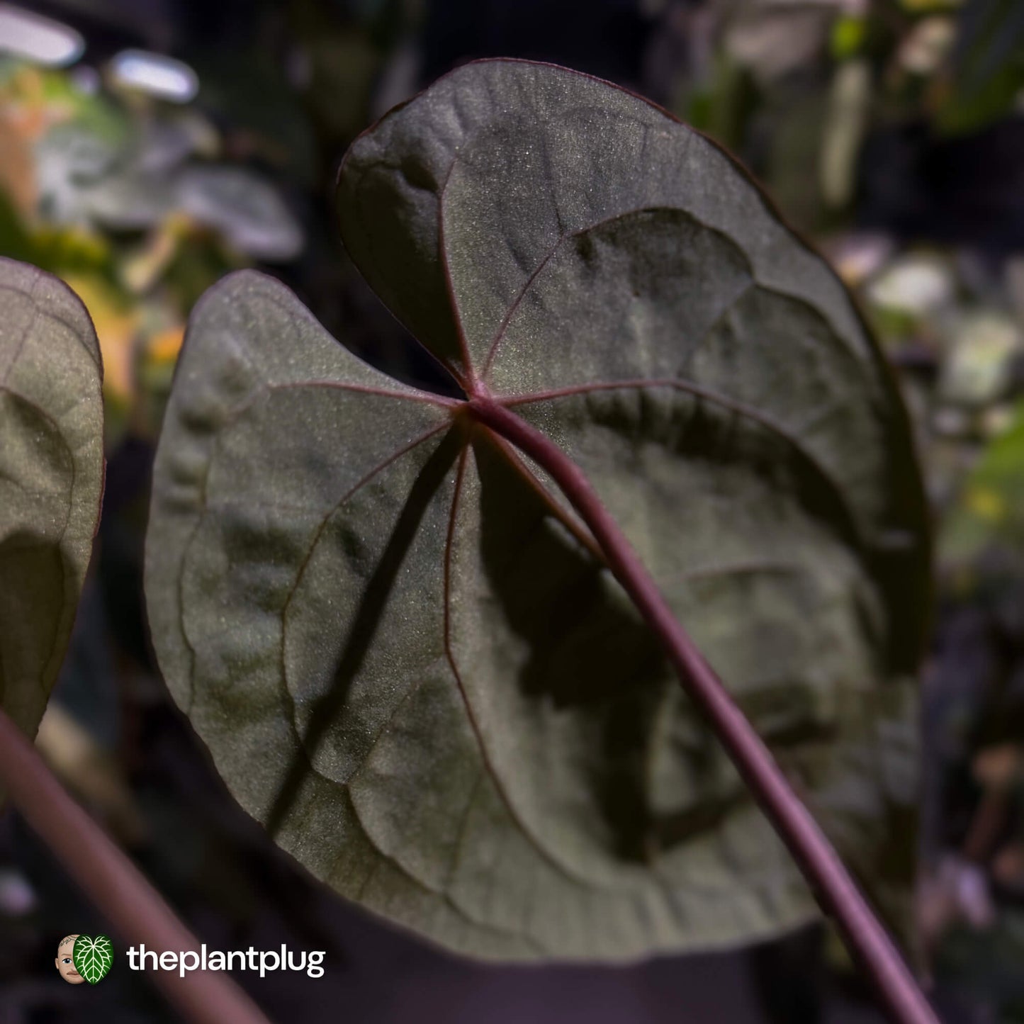 Anthurium #WaddleNOID x papillilaminum • select