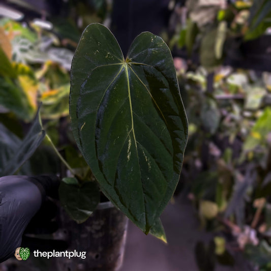 Anthurium (carlablackiae x dressleri 'RG') x antolakii / 'BVEP' • holdback