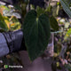 Anthurium (carlablackiae x dressleri 'RG') x antolakii / 'BVEP' • holdback