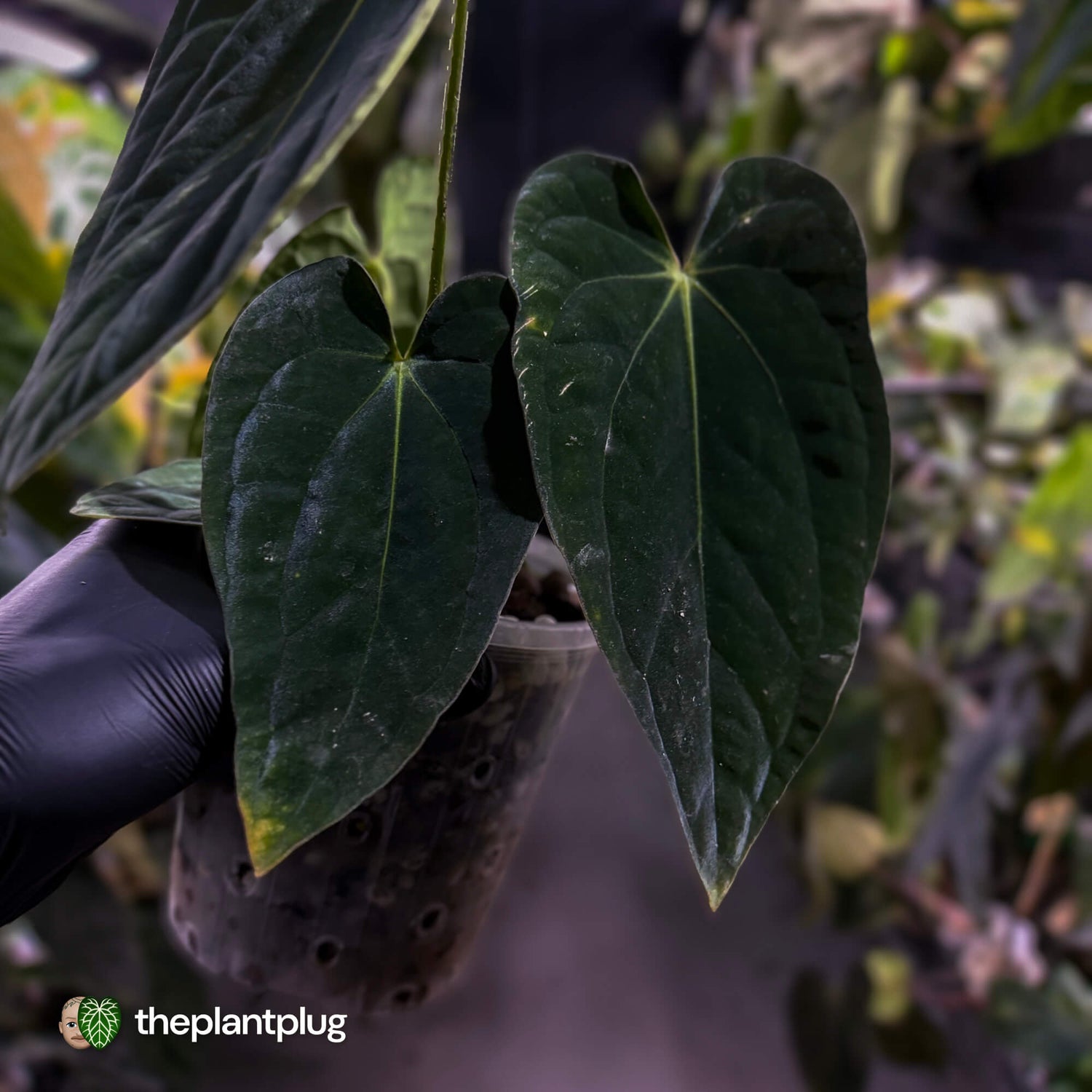Anthurium (carlablackiae x dressleri 'RG') x antolakii / 'BVEP' • holdback