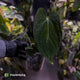 Anthurium (carlablackiae x dressleri 'RG') x antolakii / 'BVEP' • holdback