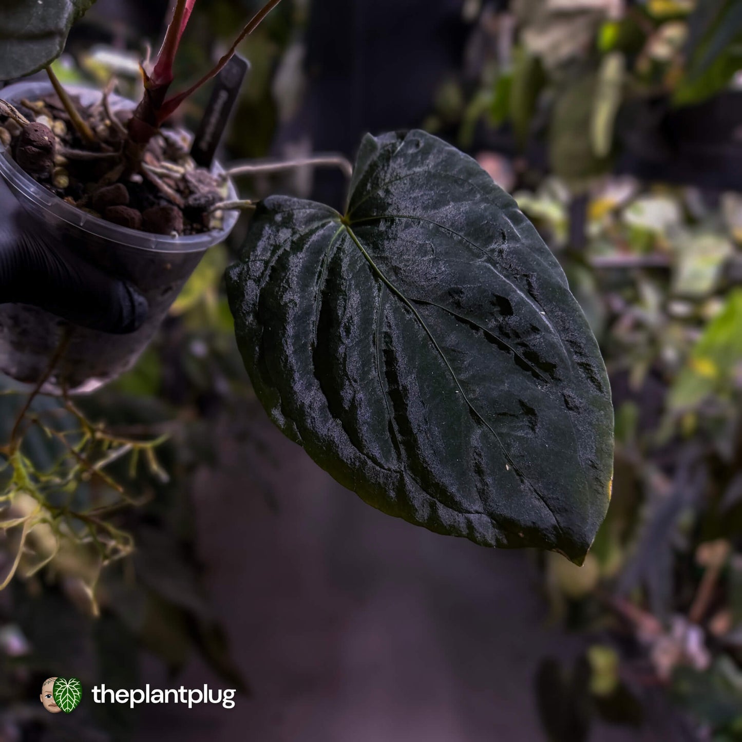 Anthurium #PLUG005 • select