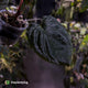Anthurium #PLUG005 • select