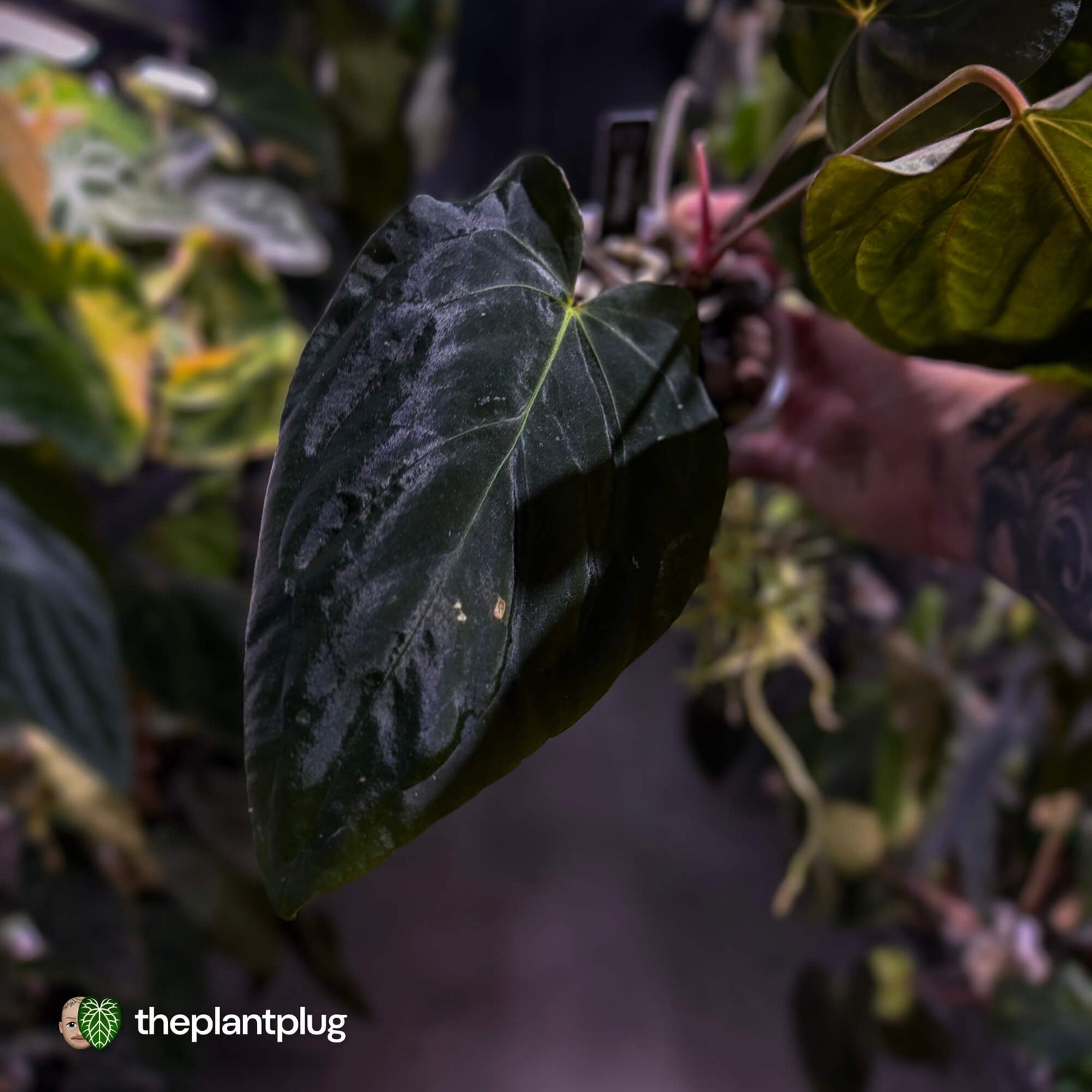 Anthurium #PLUG005 • select