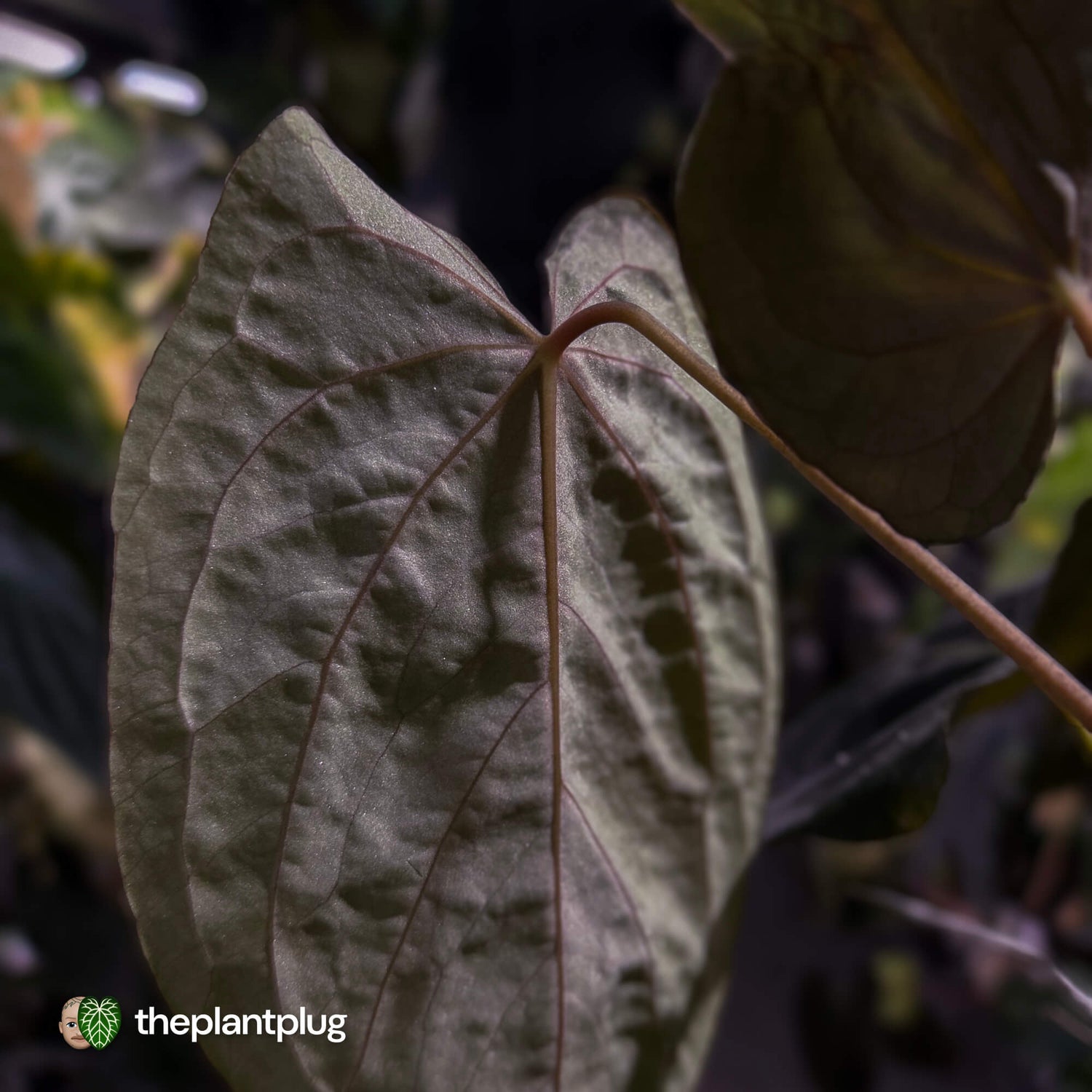 Anthurium #PLUG005 • select