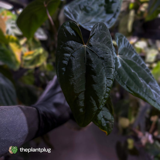 Anthurium papillilaminum 'RA6' x 'RVDP' • holdback