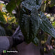 Anthurium papillilaminum 'RA6' x 'RVDP' • holdback