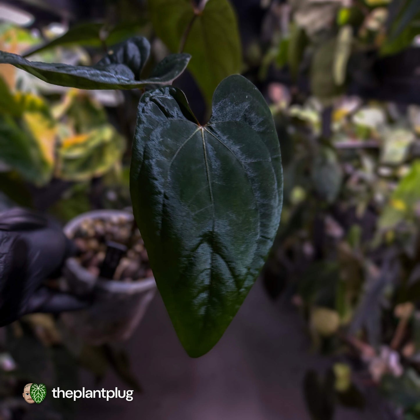 Anthurium papillilaminum 'RA6' x 'RVDP' • holdback