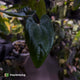 Anthurium papillilaminum 'RA6' x 'RVDP' • holdback
