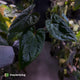 Anthurium papillilaminum 'RA6' x 'RVDP' • holdback