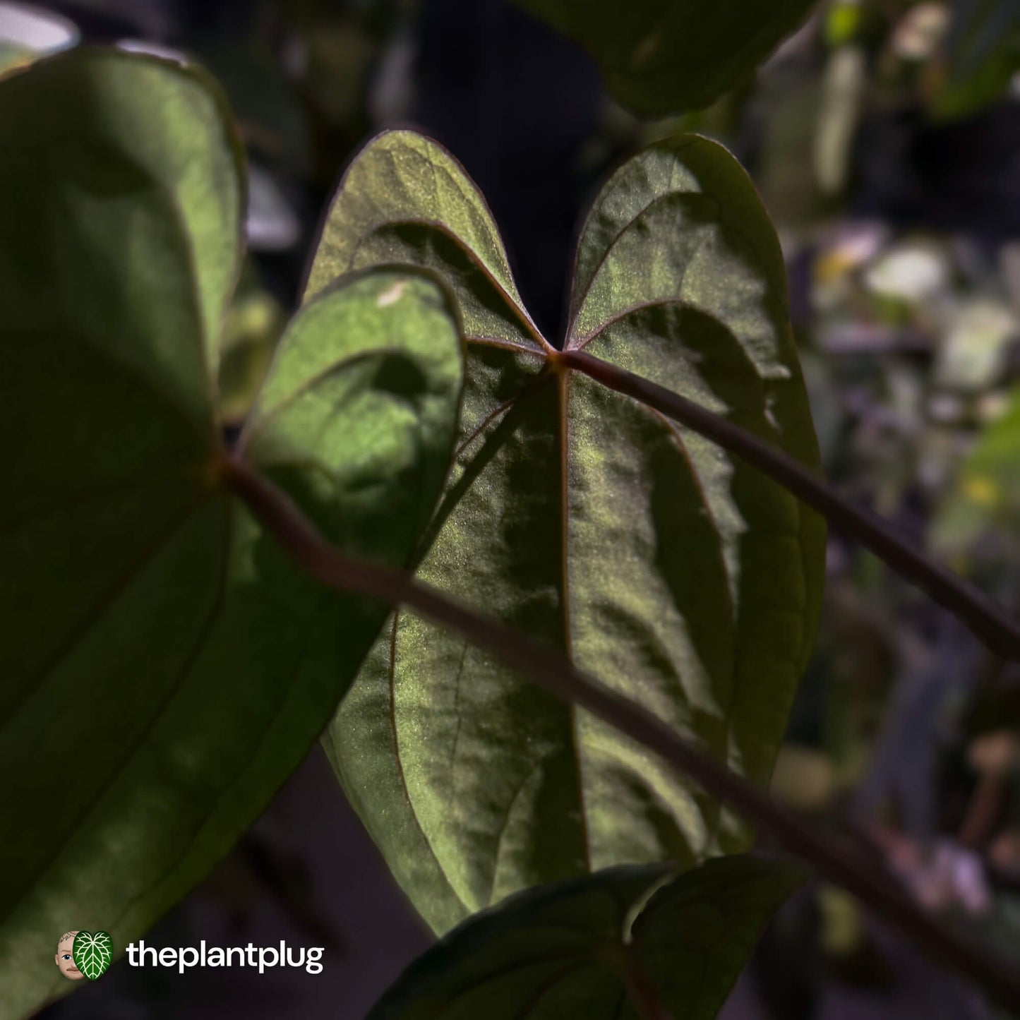 Anthurium papillilaminum 'RA6' x 'RVDP' • holdback