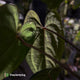 Anthurium papillilaminum 'RA6' x 'RVDP' • holdback