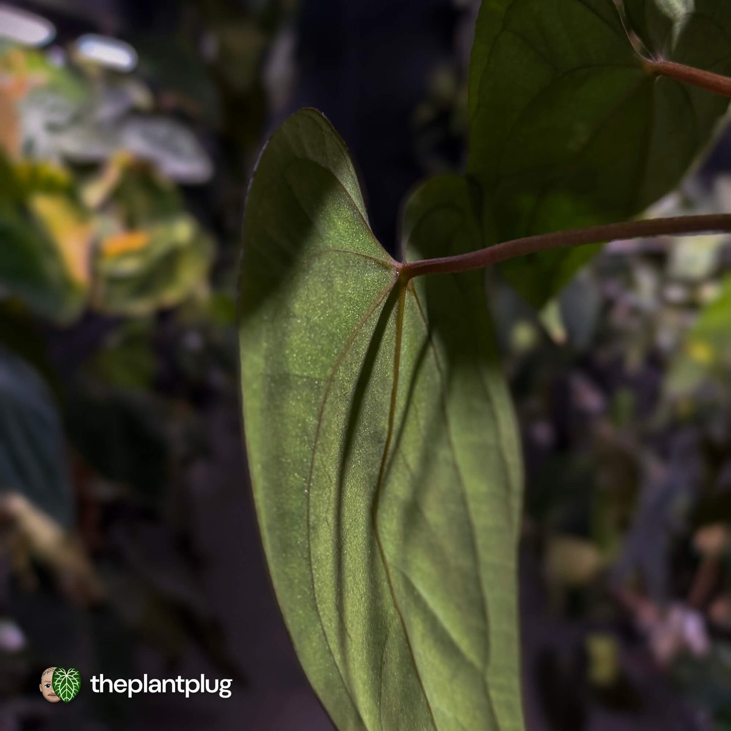 Anthurium papillilaminum 'RA6' x 'RVDP' • holdback