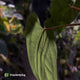 Anthurium papillilaminum 'RA6' x 'RVDP' • holdback