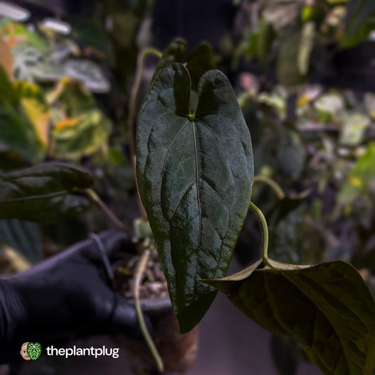 Anthurium Midnight Velvet x (papillilaminum x dressleri)