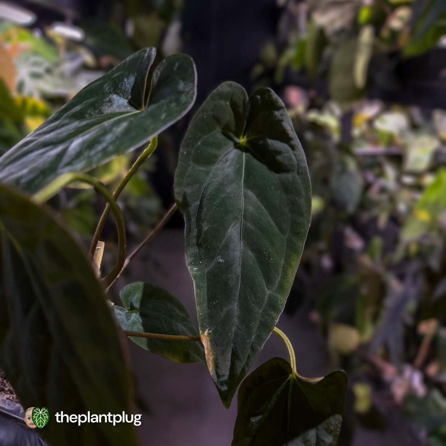 Anthurium Midnight Velvet x (papillilaminum x dressleri)
