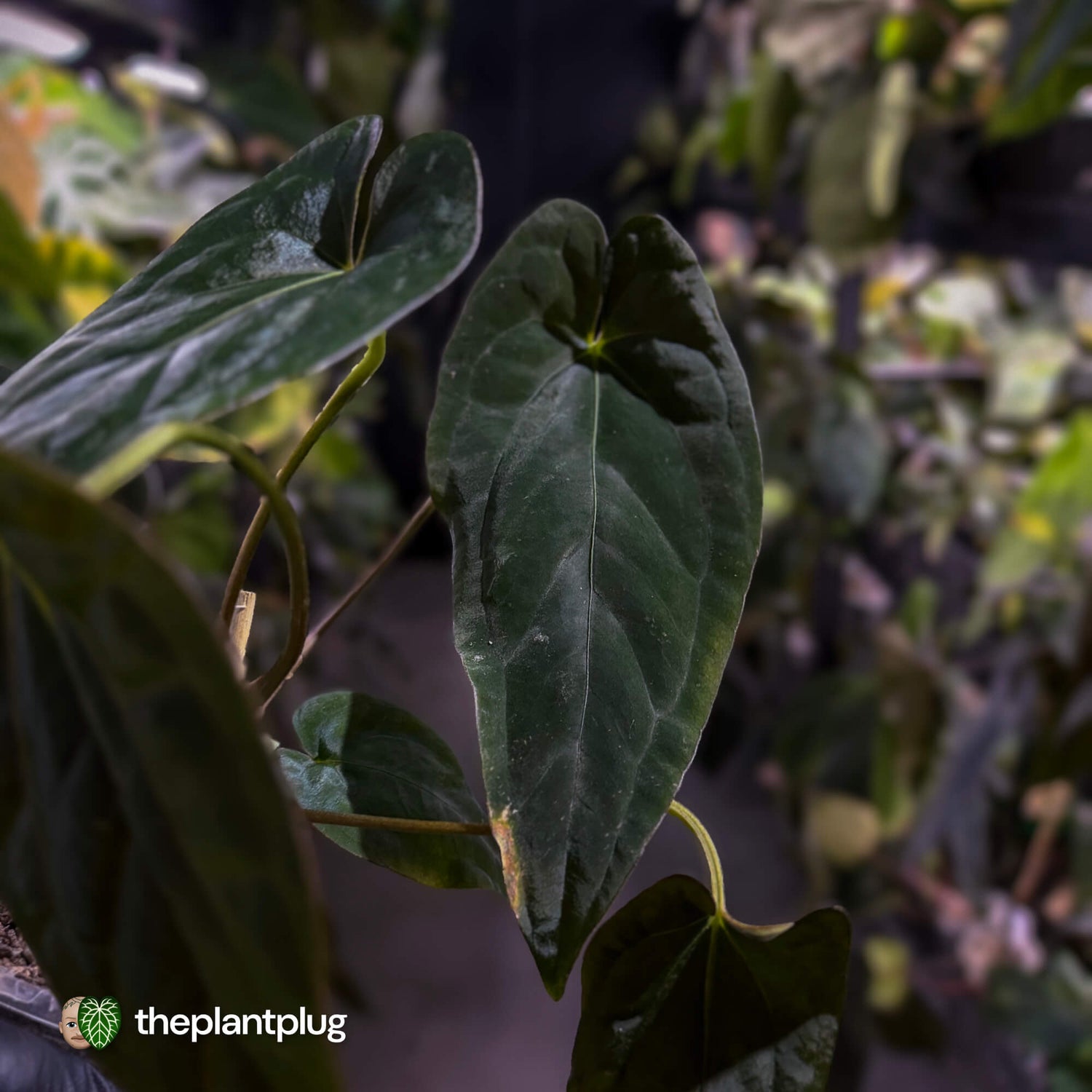 Anthurium Midnight Velvet x (papillilaminum x dressleri)
