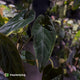 Anthurium Midnight Velvet x (papillilaminum x dressleri)