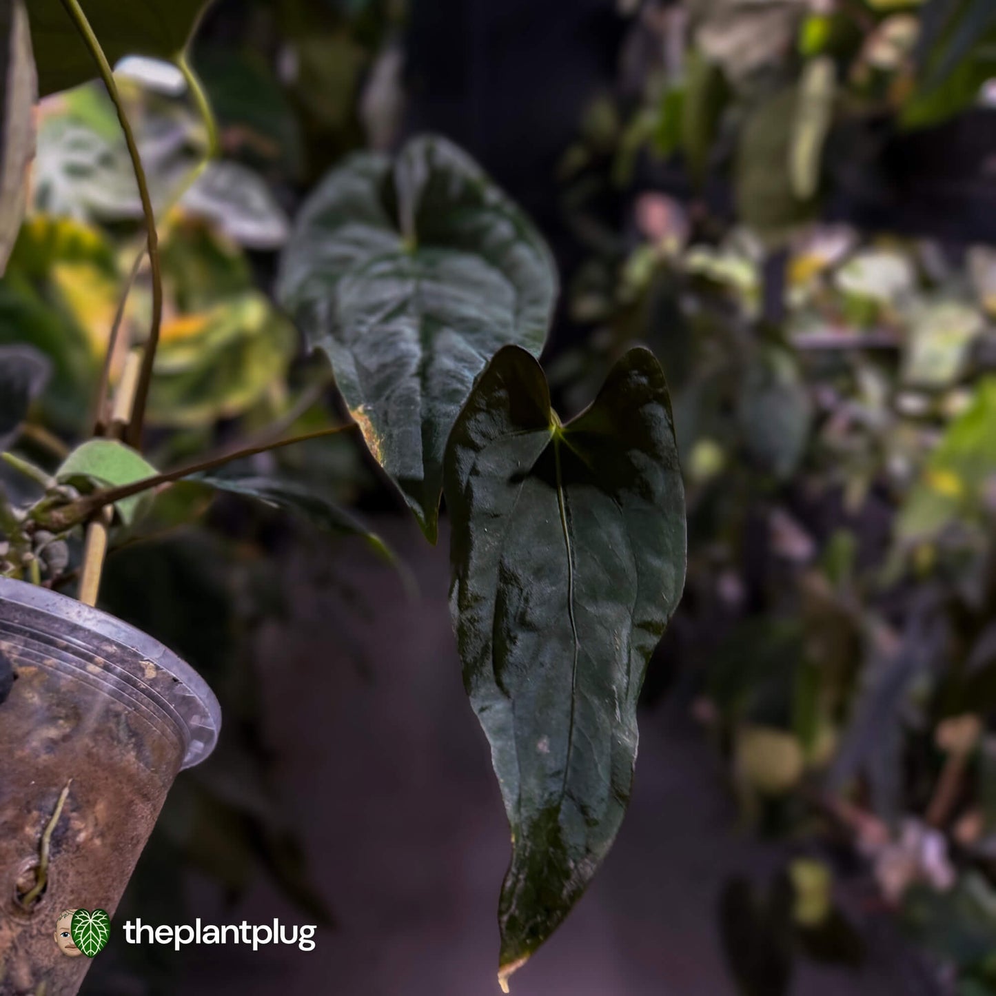 Anthurium Midnight Velvet x (papillilaminum x dressleri)
