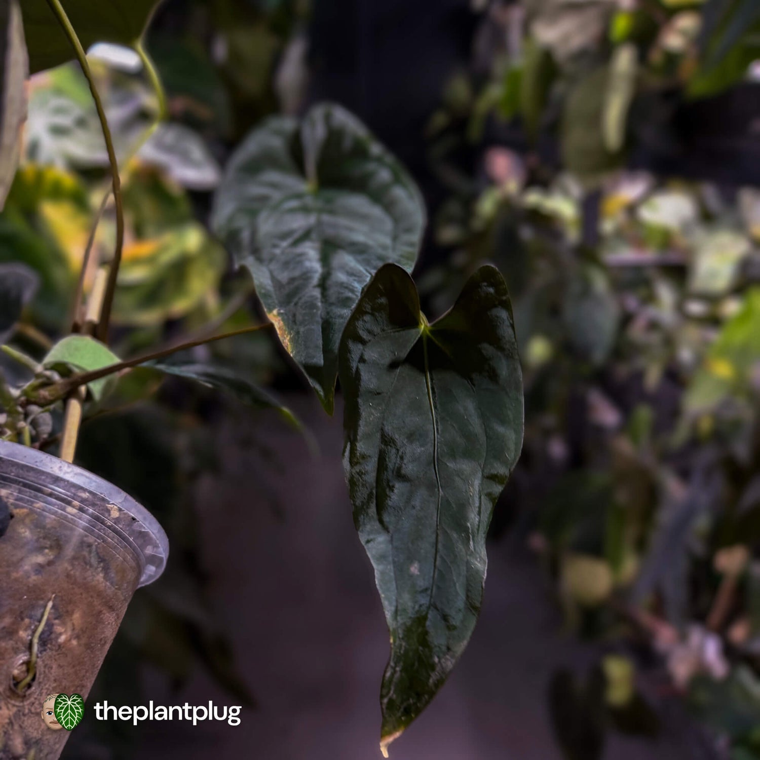Anthurium Midnight Velvet x (papillilaminum x dressleri)