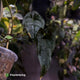 Anthurium Midnight Velvet x (papillilaminum x dressleri)