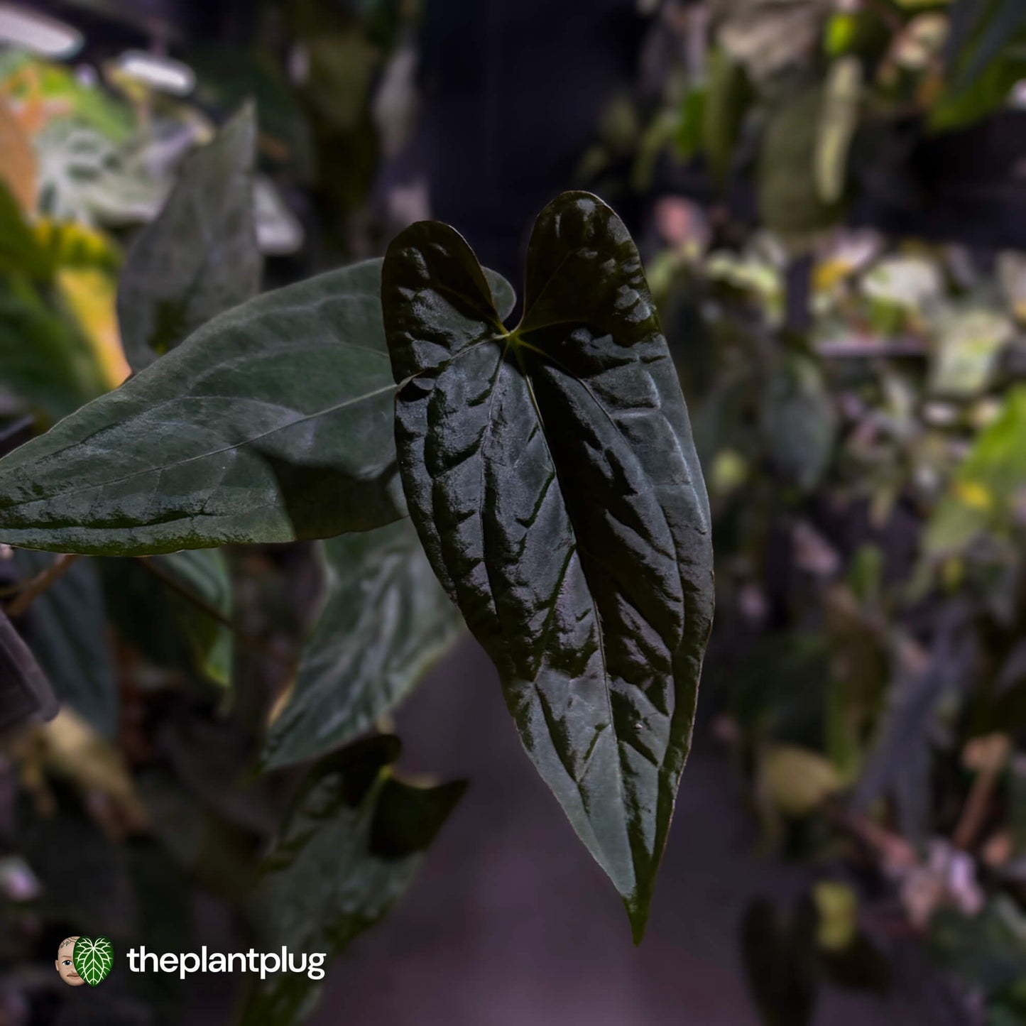 Anthurium Midnight Velvet x (papillilaminum x dressleri)