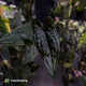 Anthurium Midnight Velvet x (papillilaminum x dressleri)