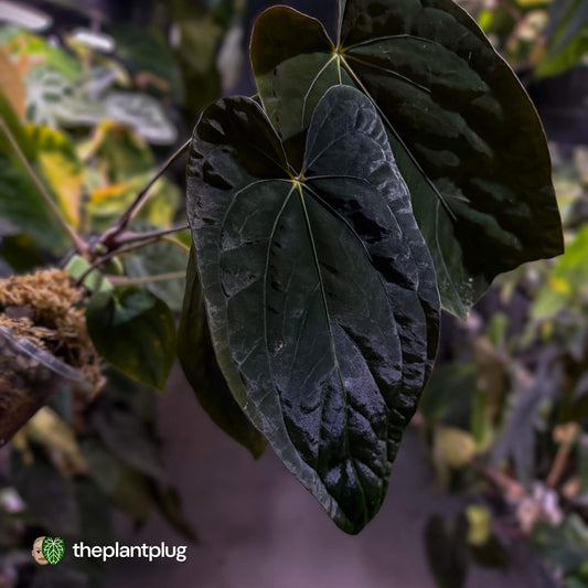 Anthurium Midnight Velvet x (papillilaminum x dressleri)