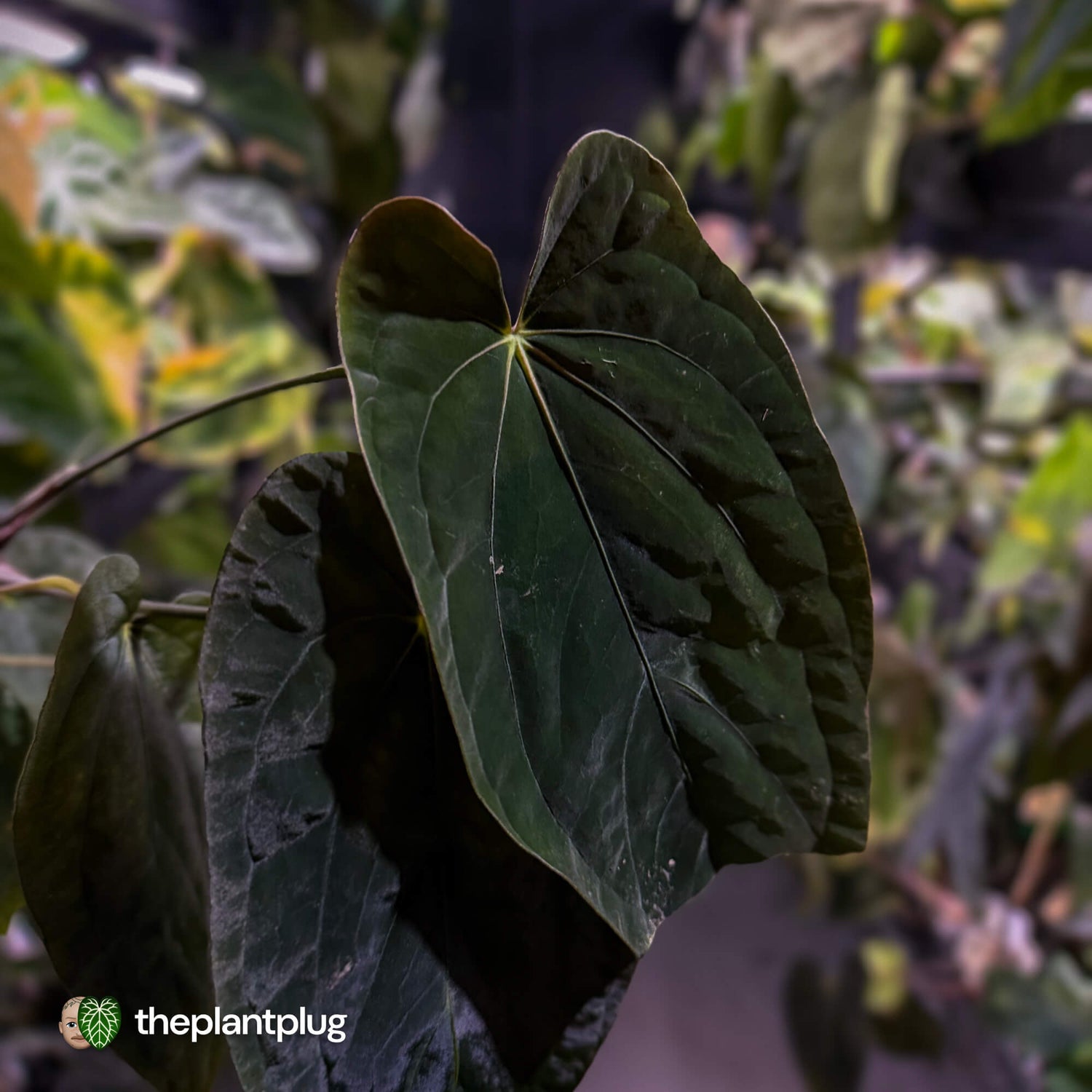 Anthurium Midnight Velvet x (papillilaminum x dressleri)