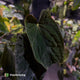 Anthurium Midnight Velvet x (papillilaminum x dressleri)