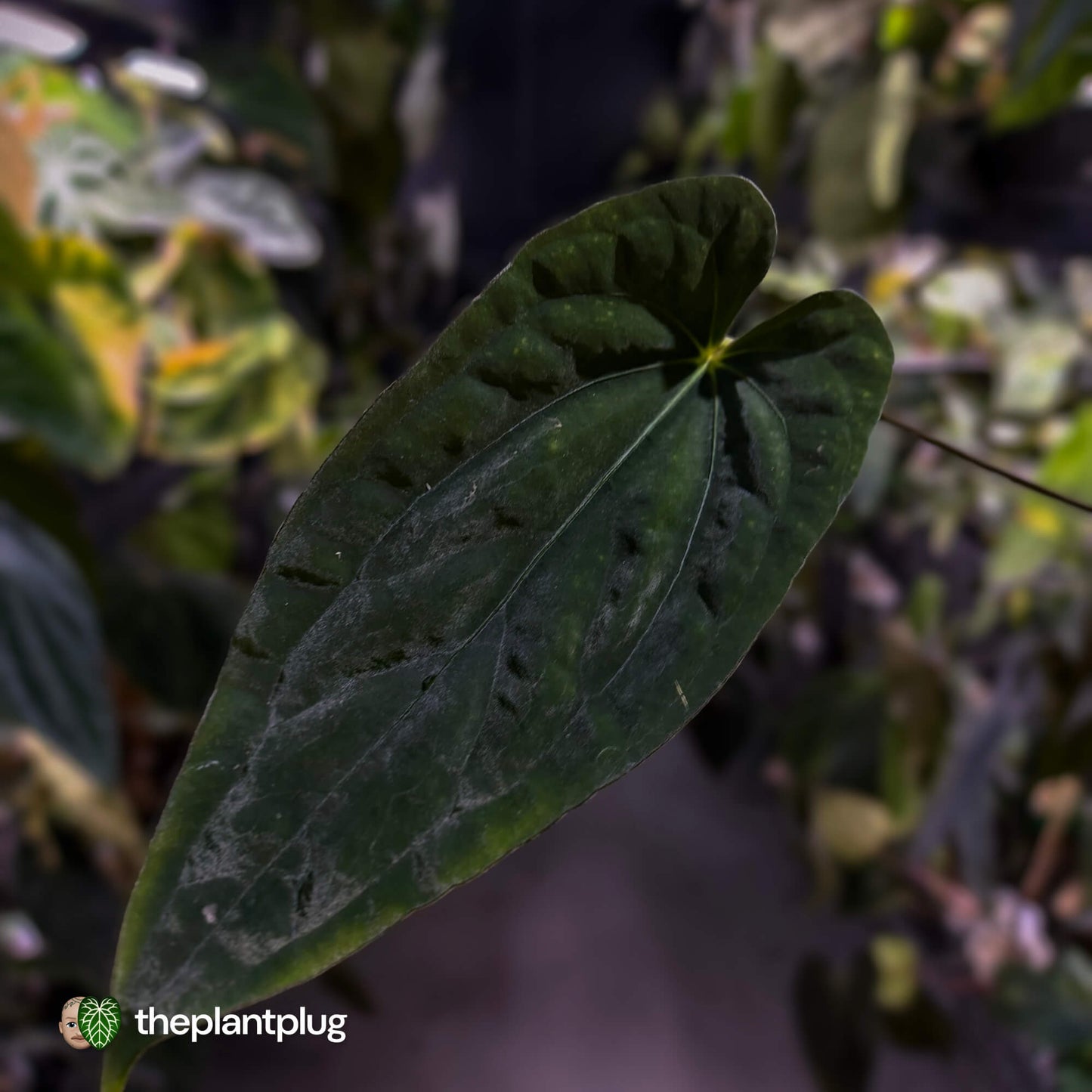 Anthurium Midnight Velvet x (papillilaminum x dressleri)