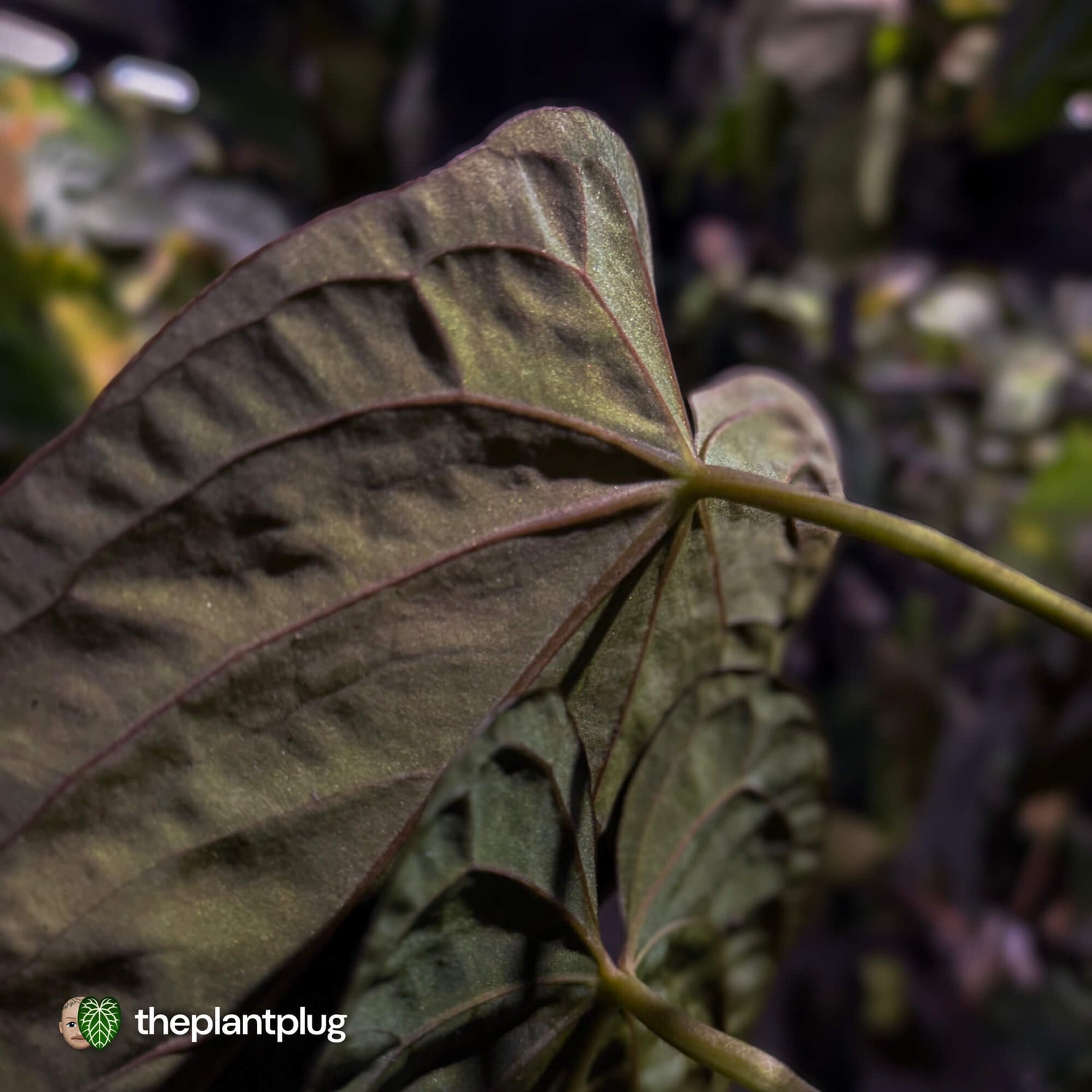 Anthurium Midnight Velvet x (papillilaminum x dressleri)