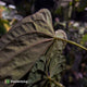 Anthurium Midnight Velvet x (papillilaminum x dressleri)