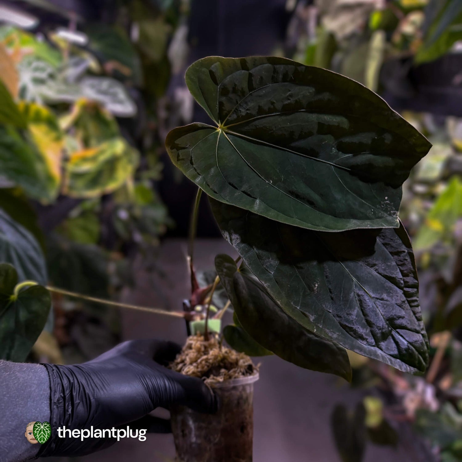 Anthurium Midnight Velvet x (papillilaminum x dressleri)