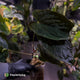Anthurium Midnight Velvet x (papillilaminum x dressleri)