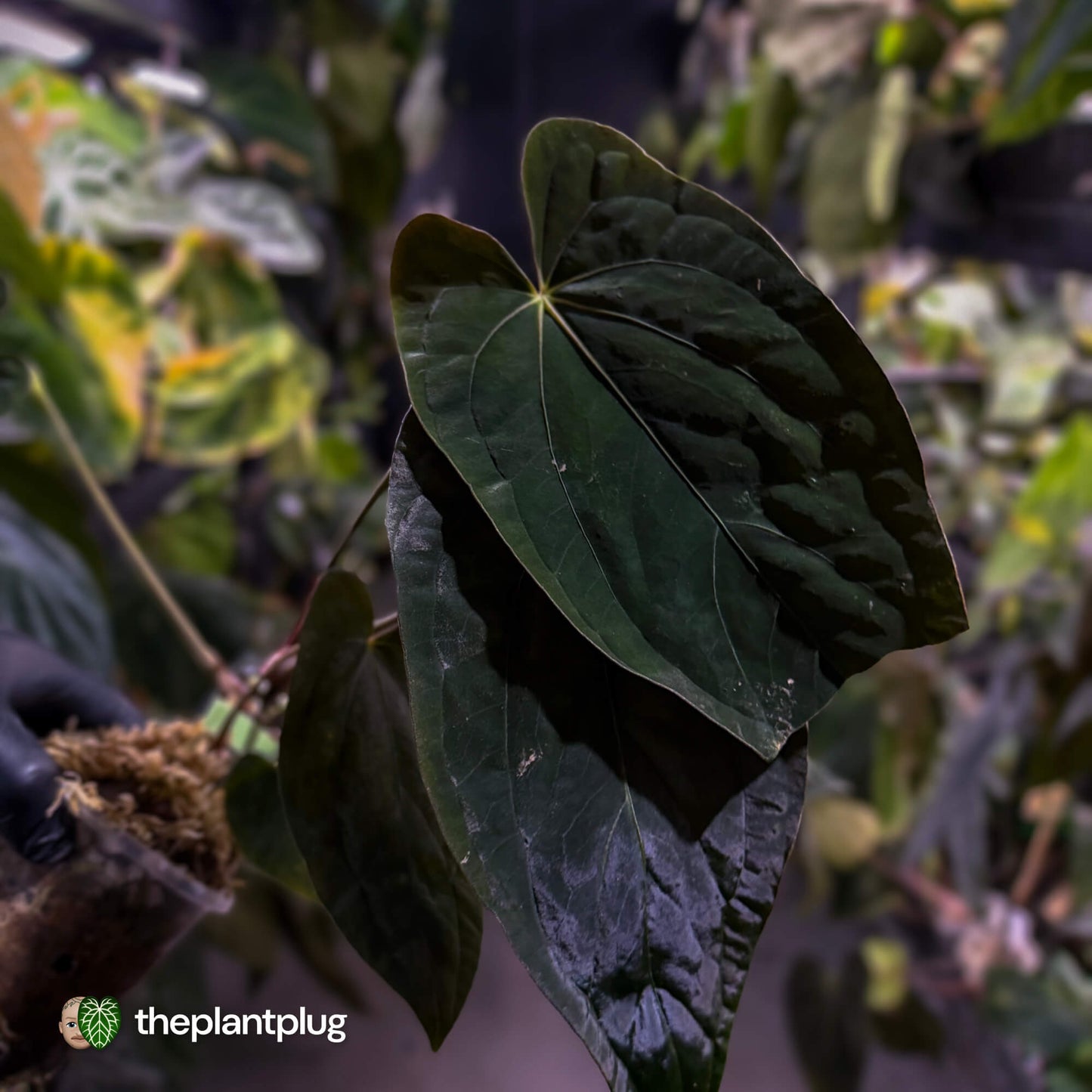 Anthurium Midnight Velvet x (papillilaminum x dressleri)