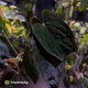 Anthurium Midnight Velvet x (papillilaminum x dressleri)