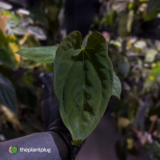 Anthurium (pap x dress 'hanger line') x antolakii