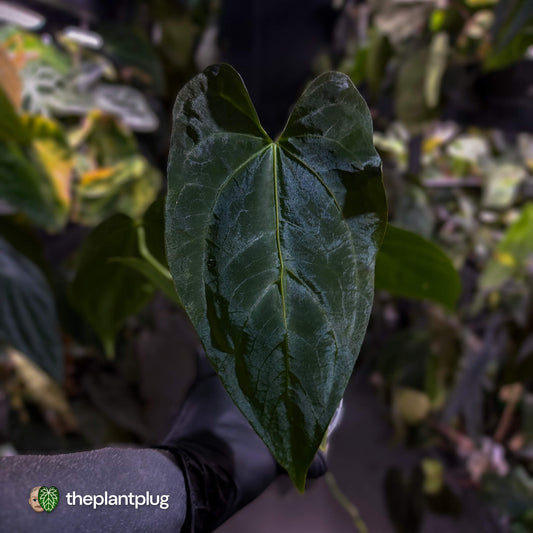 Anthurium pap hybrid x pap 'RLFS'