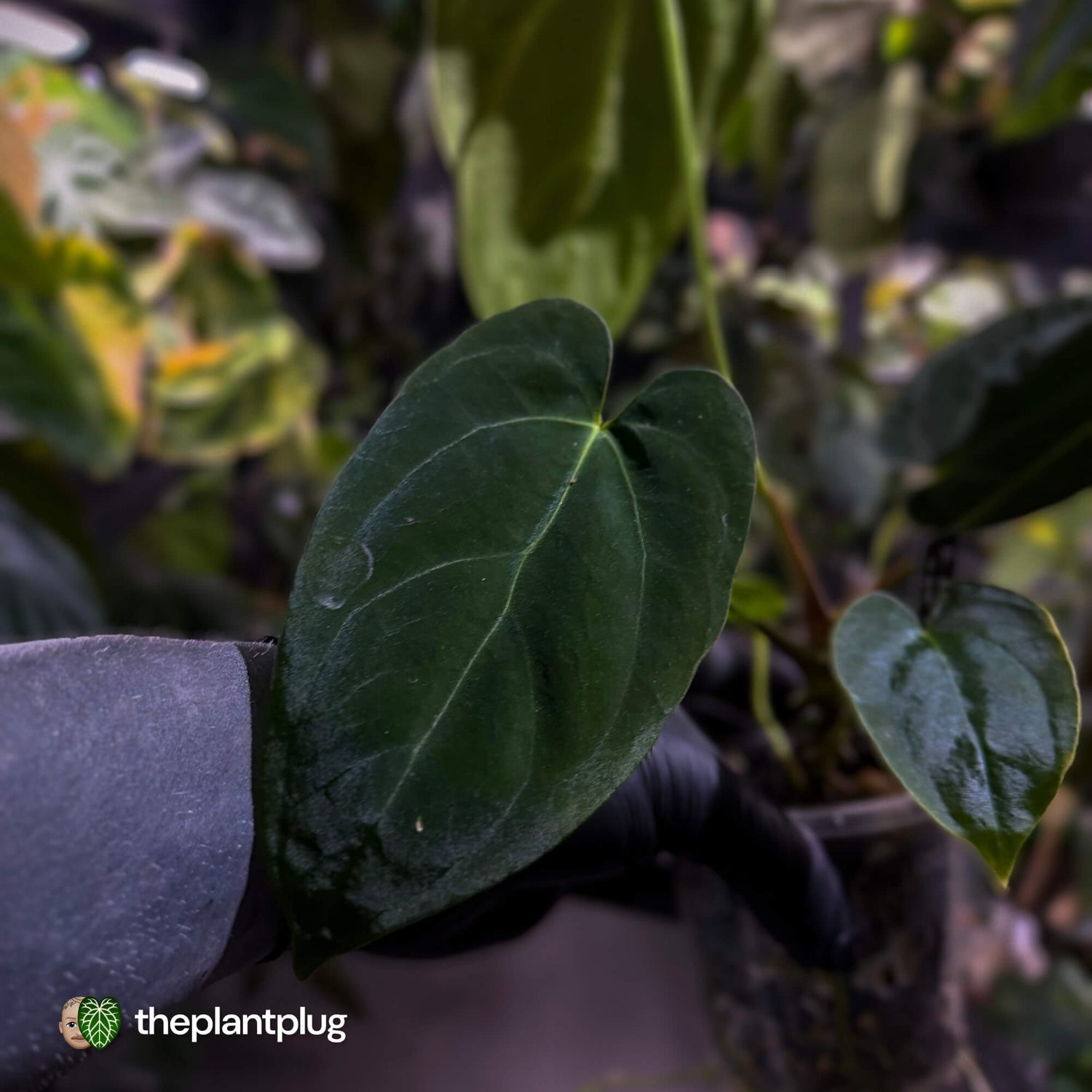 Anthurium pap hybrid x pap 'RLFS'