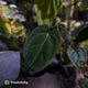 Anthurium pap hybrid x pap 'RLFS'