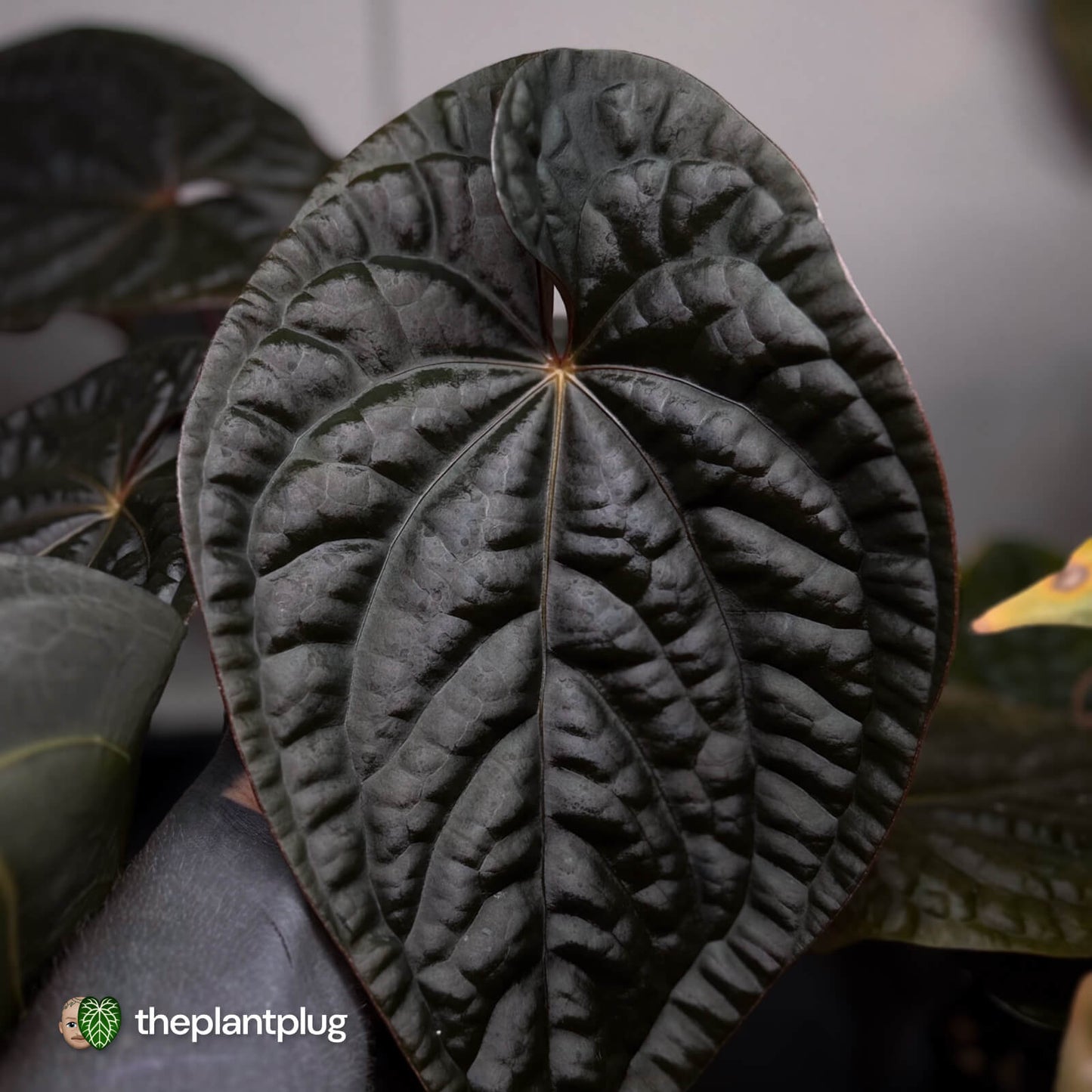 Anthurium 'Magma' • select clone